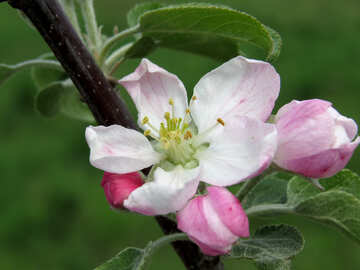 Apple flower №33298