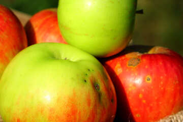 Яблука №33551