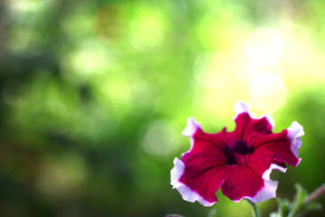 Convolvulus schöne Blume Hintergrund für Glückwünsche №33455