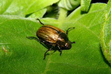 Beetle №33857
