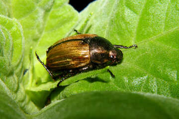 Beetle №33859
