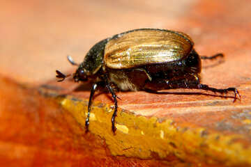 Escarabajo del grano №33854