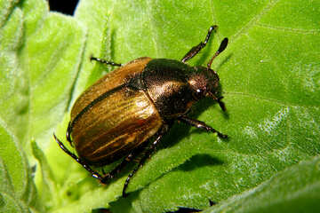 Grain beetles №33861