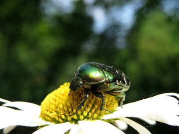 Oxythyrea funesta on beetle daisy №33689