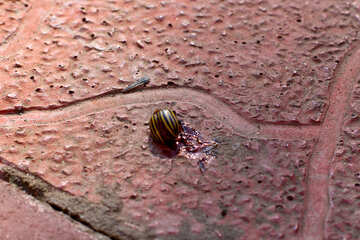 A Colorado potato beetle №33968