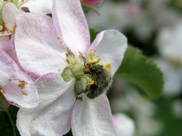 Beetle on flower №33300