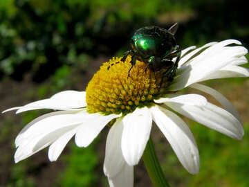 Beetle sur fleur №33692