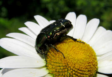 Escarabajo en flor №33707