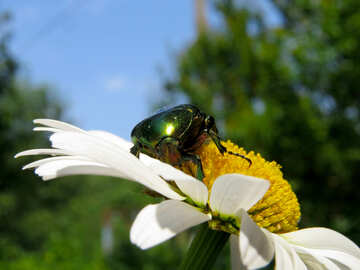 Beetle sur fleur №33708