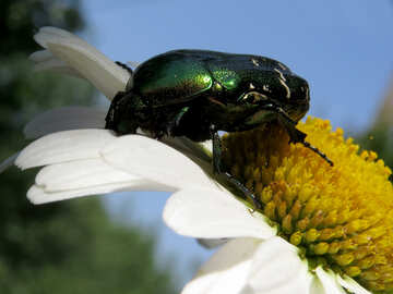 Beetle sur fleur №33719