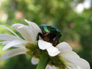 Beetle in flower