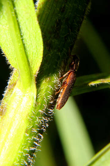 Escarabajo en la rama de planta №33876