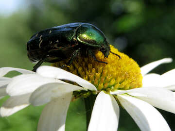 Brilliant green beetle №33704