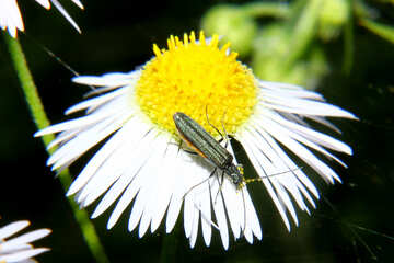 Bug sits on flower №33868