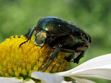 Beetle close-up №33701