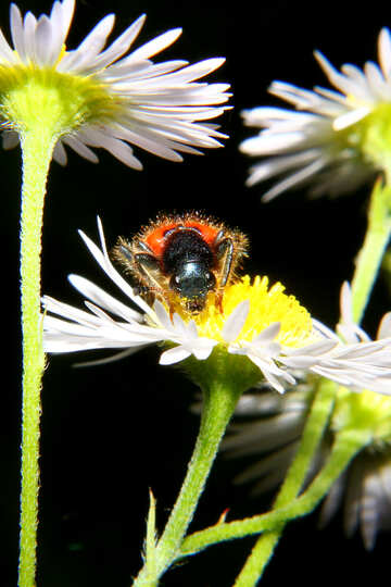 Furry bug in flower №33878