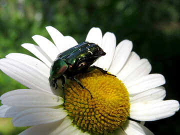 Green beetle №33706