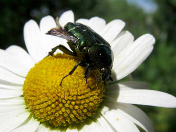 El escarabajo vive en flores №33694