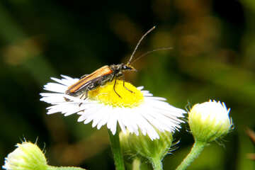 Beetle sitting not flower №33871