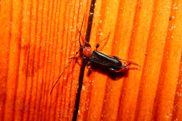 Escarabajo del escarabajo soldado №33882