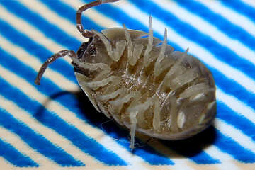 Unknown beetle Armadillidium vulgare №33898