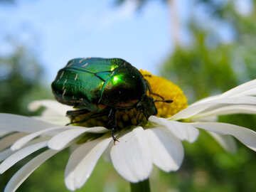 Beetle №33712