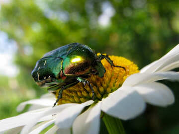 Green beetle №33714