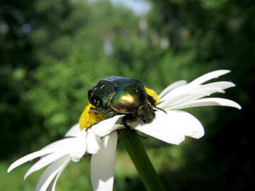 Escarabajo verde №33718