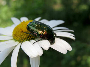 Escarabajo verde №33725