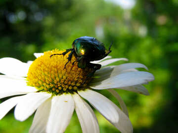 Green beetle on flower №33698