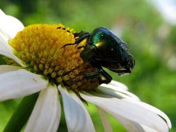 Escarabajo verde grande №33699