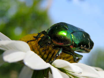Крупно зелений блискучий жук №33713