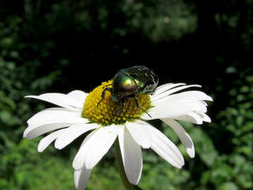 Beetle oxythyrea funesta №33685