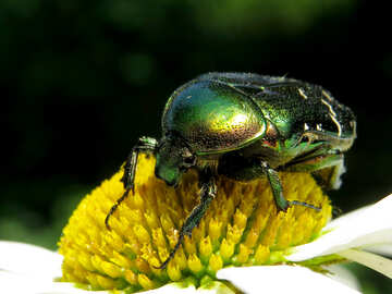 Beetle oxythyrea funesta №33686