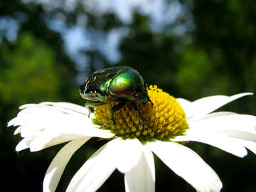 Escarabajo oxythyrea funesta №33687