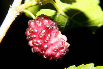 Mulberry fruit №33600