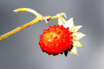 Wild strawberry №33610