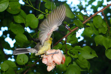 Oiseau mangeant suet №33112