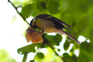 Pájaro de teta comiendo sebo №33133
