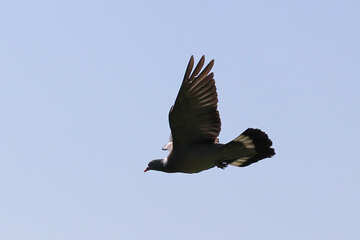 Dove flies №33805