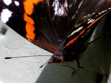 Admiral butterfly close-up №33835