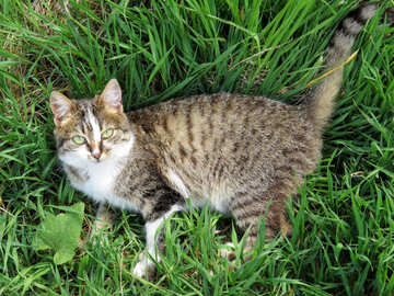 猫は草で横になっています。 №33303