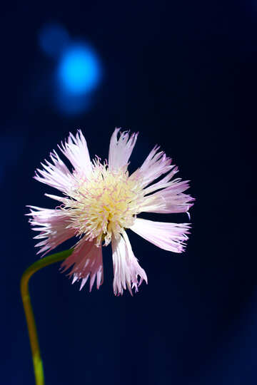 Blume Kornblume blau Hintergrund №33425
