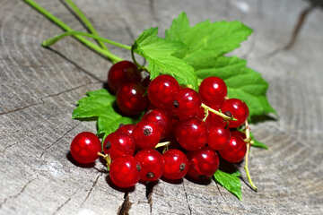 Beautiful red currant №33239