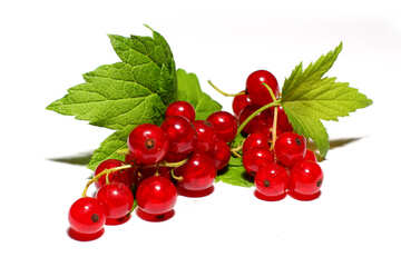 Beautiful red currant isolated