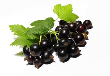 Black currant isolated №33164