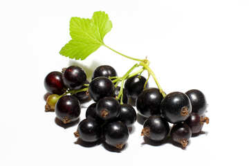 Black currant isolated №33165