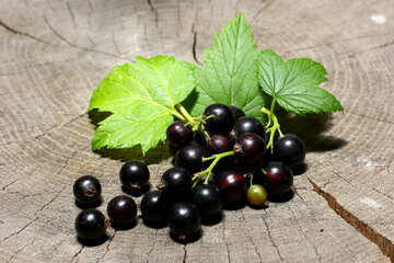 Black currant with leaves  №33154