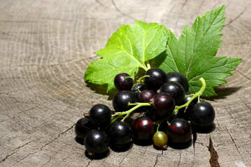 Black currant with leaves on the basis of wood №33156