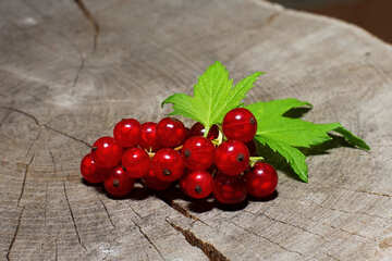 A bunch of red currant №33222